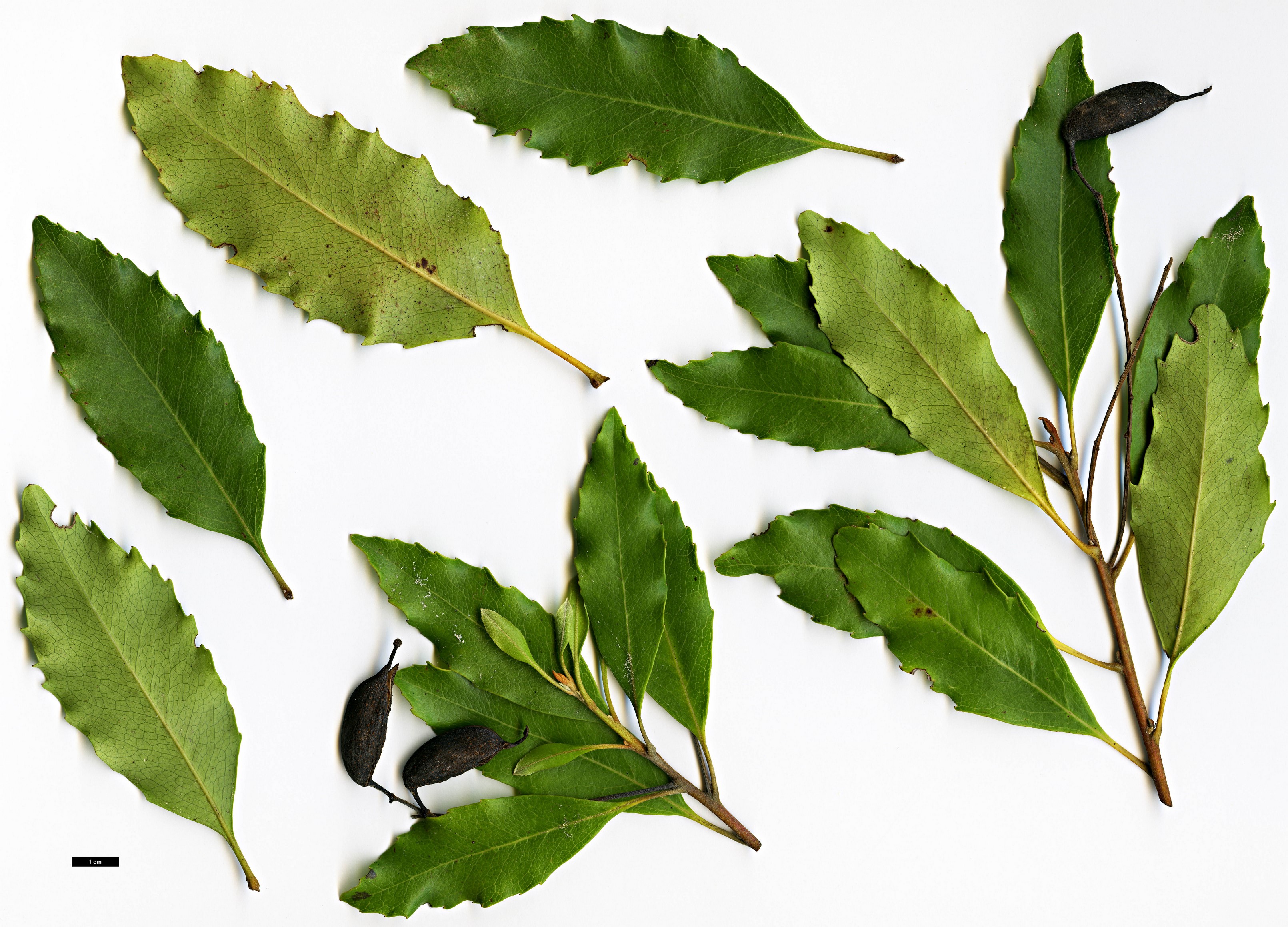 High resolution image: Family: Proteaceae - Genus: Lomatia - Taxon: ilicifolia High resolution image: Family: Proteaceae - Genus: Lomatia - Taxon: ilicifolia